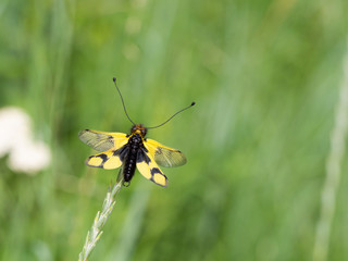 Owlfly Libelloides macaronius net-winged insect
