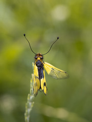 Owlfly Libelloides macaronius net-winged insect