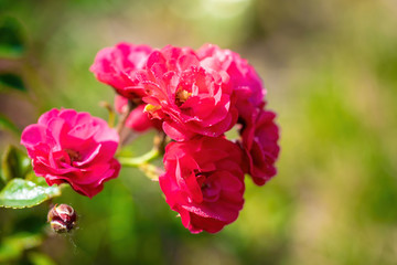 Rose flower on a green blur background.