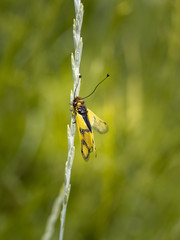 Owlfly Libelloides macaronius net-winged insect