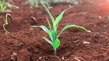 1 week corn seedling