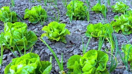 A scene of rows of green vegetable lettuces in a garden