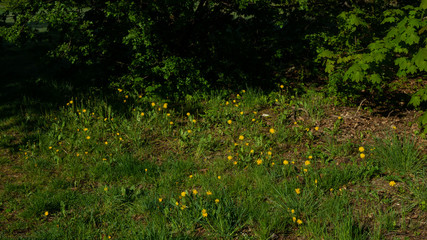 Kwiatki na polanie © Bernadeta