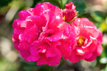 Rose flower on a green blur background.
