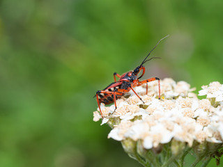 Assassin bug (Rhynocoris iracundus) sitting on a flower