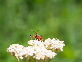 Assassin bug (Rhynocoris iracundus) sitting on a flower