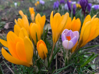 Beautiful crocuses in early spring garden. Soft selective focus.