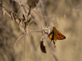 Large skipper (Ochlodes sylvanus) butterfly