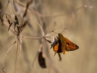 Large skipper (Ochlodes sylvanus) butterfly