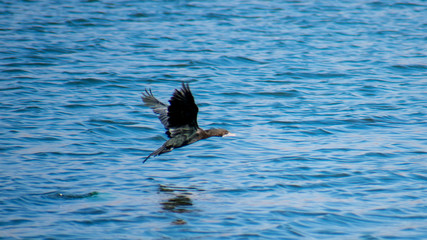 Little Cormorant Phalacrocorax niger bird flying over lake