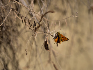 Large skipper (Ochlodes sylvanus) butterfly