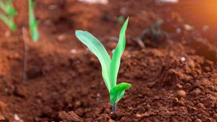 1 week corn seedling