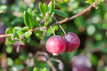 Common cranberry (lat. Vaccinium oxycoccos) close-up