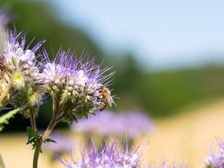 Honey bee collecting honey from lacy phacelia flowers
