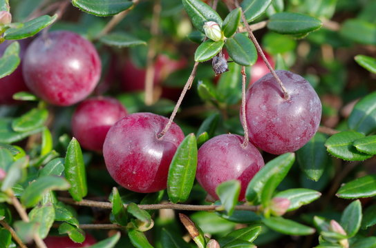 รูปภาพVaccinium เลือกดูภาพถ่ายสต็อก เวกเตอร์ และวิดีโอ28,944 Adobe