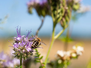 Honey bee collecting honey from lacy phacelia flowers
