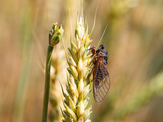 New forest cicada ( Cicadetta montana) on wheat