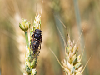 New forest cicada ( Cicadetta montana) on wheat