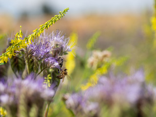 Honey bee collecting honey from lacy phacelia flowers