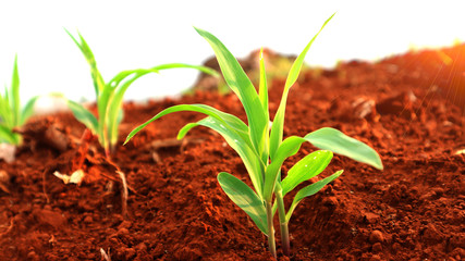 1 week corn seedling