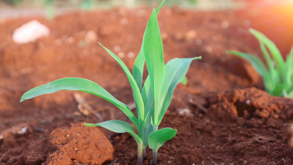 1 week corn seedling