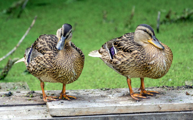 two young ducks sit on a wooden bridge