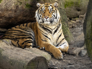 Fototapeta na wymiar The female, Sumatran Tiger, Panthera tigris sumatrae, observes the work of the photographer