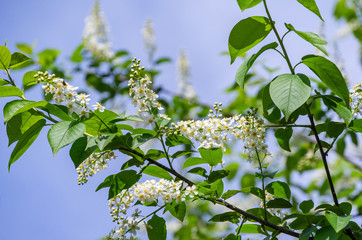 Prunus padus 'Siberian beauty' blossom on blue sky background. White flowers of blooming bird cherry or Mayday tree. Selective focus. There is place for text. Nature concept for design