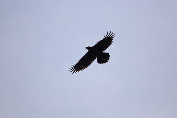Black silhouette of a flying bird with outstretched wings on a blue sky background 