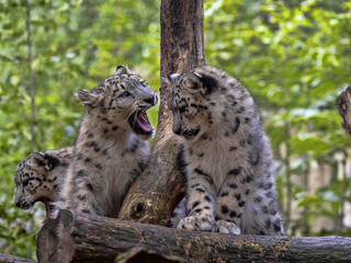 A female Snow Leopard, Panthera uncia, with cubs sits on an elevated spot