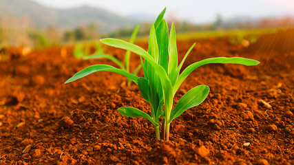 1 week corn seedling