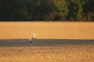 Grey heron staying on light brown field with green bush background