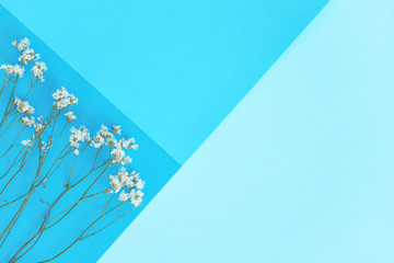 White flowers of gypsophila on the blue color block paper background. Copy space. Space for text. Flat lay, top view. Minimalist. Abstract