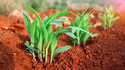 1 week corn seedling