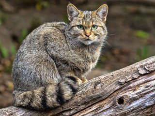 European wild cat, Felis s. Silvestris, observes the work of a photographer - obrazy, fototapety, plakaty