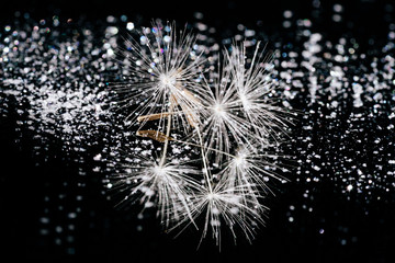 Shiny Dandelion Seed on Abstract Bokeh Background. Elevated View of Fuzzy Blowball Stem on Sparkling, Glittering Bokeh Ground. Elegant Taraxacum Flower Bloom Glamour Gloss Macro Shot