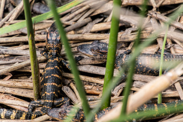 Alligator Hatchlings  (Alligator mississippiensis)   On The Wetlands Walkway,Creole Nature Trail, Sabine National Wildlife Refuge, Louisiana, USA