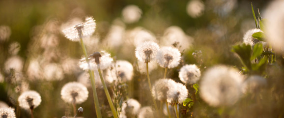 Dandelion seedhead closeup capturing in springtime