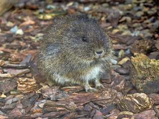 A wild Brazilian Guinea pig, Cavia aperea, sits on the ground watching the surroundings