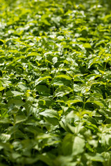 green leaf background