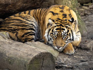 The female, Sumatran Tiger, Panthera tigris sumatrae, observes the work of the photographer
