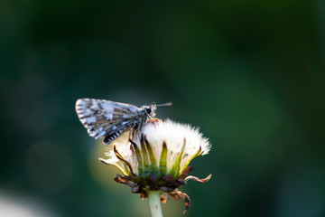 Blue butterfly on dandelion flower.