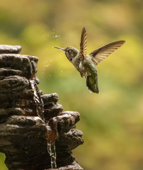 Anna's Hummingbird Drinking 8609
