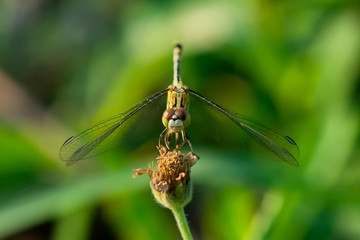 Dragonfly on flower in the garden.