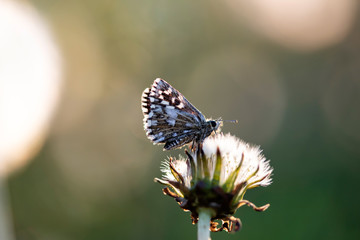Blue butterfly on dandelion flower.