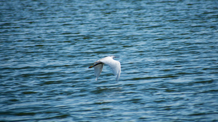 Little Egret Egretta garzetta Bird flying on lake