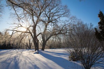 winter background snow nature tree