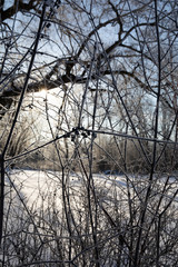 winter background snow nature tree