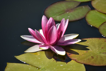 pink water lily on green leaves in a pond
