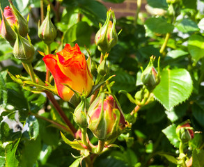Rose buds ready to open into flowers.